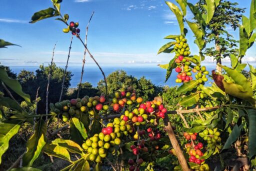 kona coffee tree