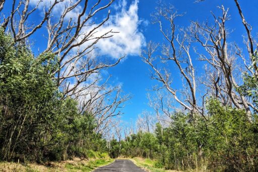mauna loa road scenic drive with dead koa trees