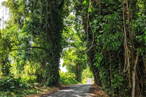 view driving the red road