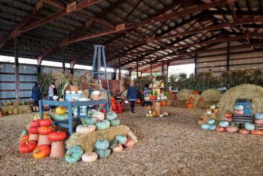 bailey barn with pumpkin displays