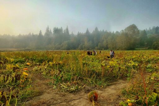 bobs corn pumpkin patch snohomish county