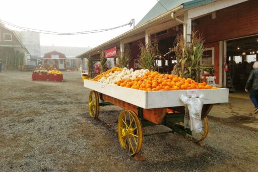 bobs corn wagon full of pumpkins