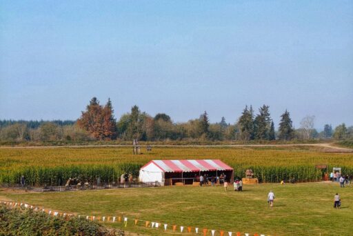 carleton farm corn maze