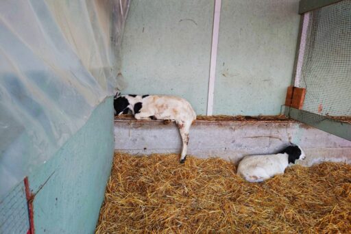 carleton farm goats