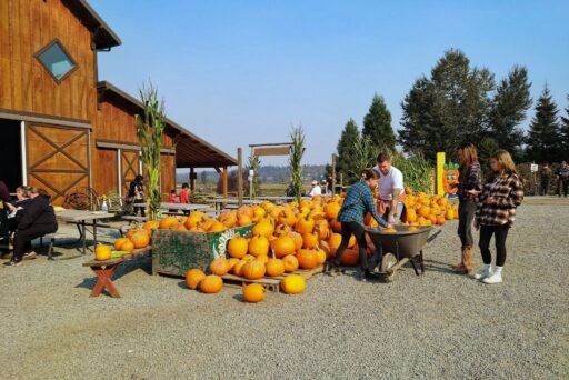 carleton farm pumpkin pile