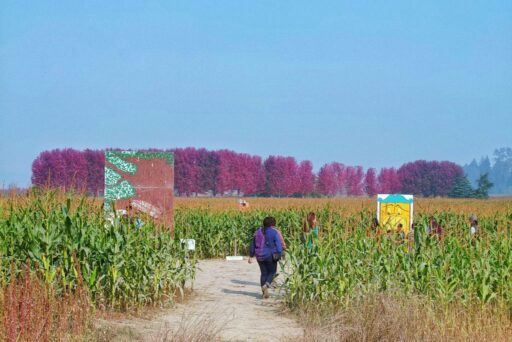 craven farm corn maze