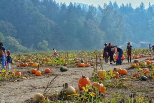 craven farm pumpkin patch