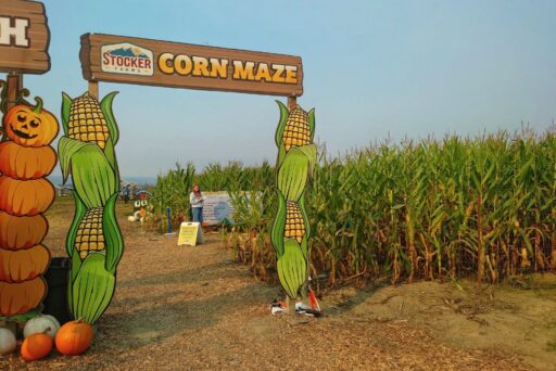 stocker farm corn maze
