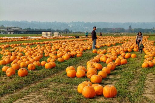 stocker farm pumpkin field