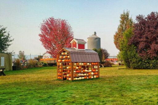 stocker farm pumpkin shed