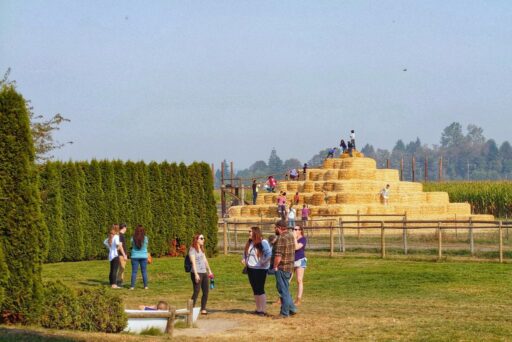 swan trails hay pyramid