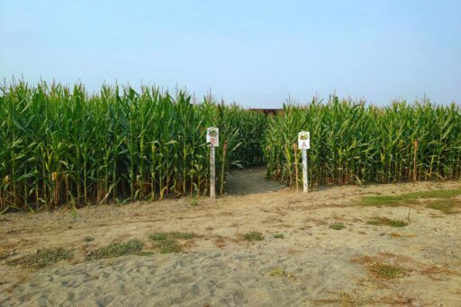 thomas farm corn maze