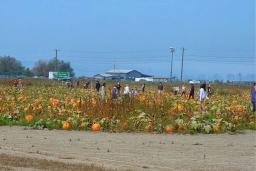 thomas farm pumpkin patch