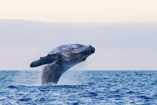 large hawaiian humpback whale breaching is what you'll see on the best whale watching tours in kona