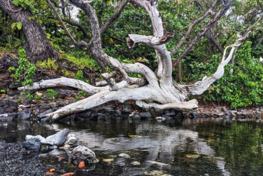 white driftwood tree in pohoiki hot springs on the big island at isaac hale park