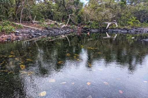 hot springs on the big island at isaac hale beach park