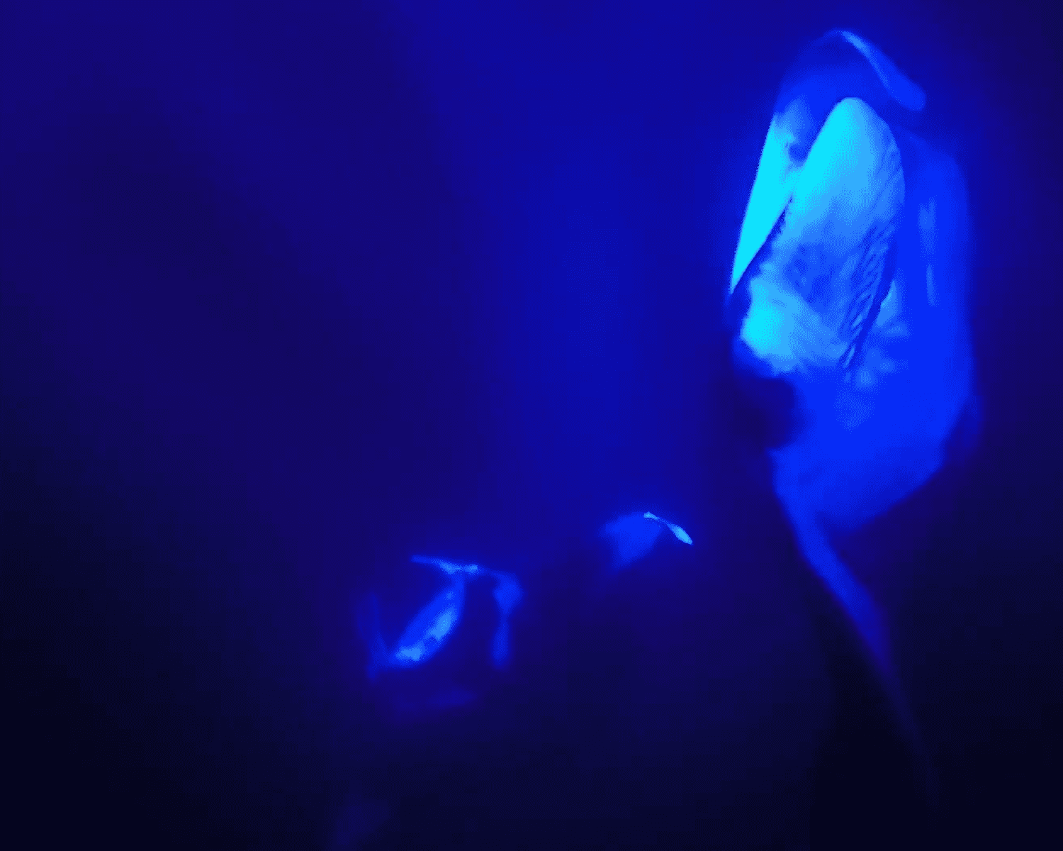 3 manta rays as seen from snorkeling, glowing blue