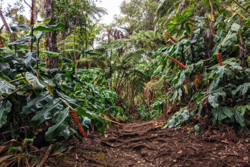 makuala ooma trail in kona