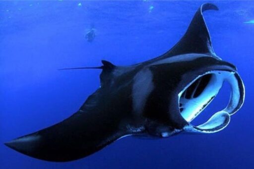 manta ray