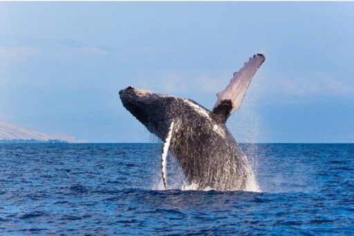 breaching humpback whale