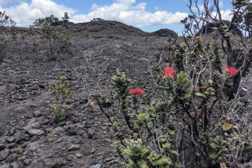 ohia tree in hawaii volcanoes national park