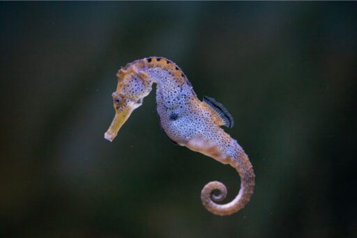 seahorses that can be seen on a day in kona
