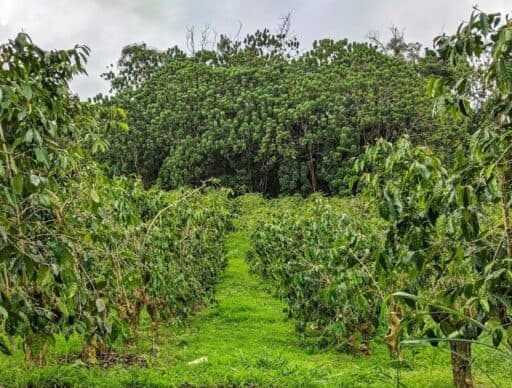 coffee orchard, a Big Island proposal idea