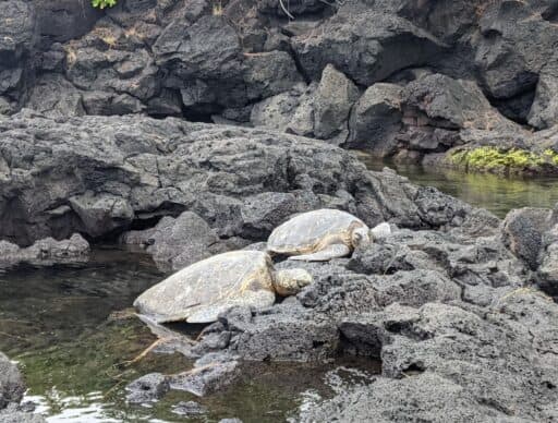 richardson beach park with basking sea turtles