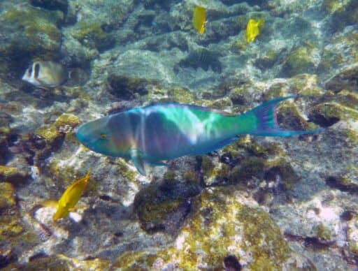 hawaiian tropical fish you might see pawai bay snorkeling