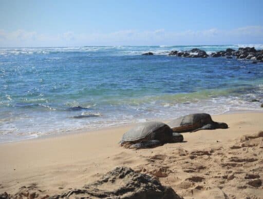 sea turtles on a sandy beach on oahu