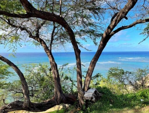 shady trees on an ocean shoreline on oahu