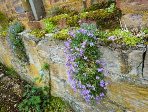 purple flowers growing in old stone wall on the lallybroch property