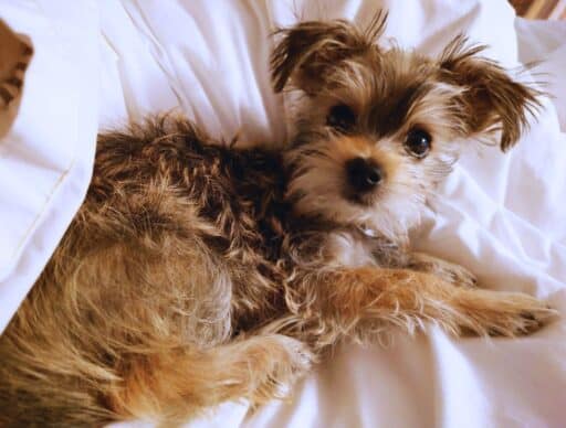 bingley staying comfortable on the bed at LOGE Leavenworth Riverside