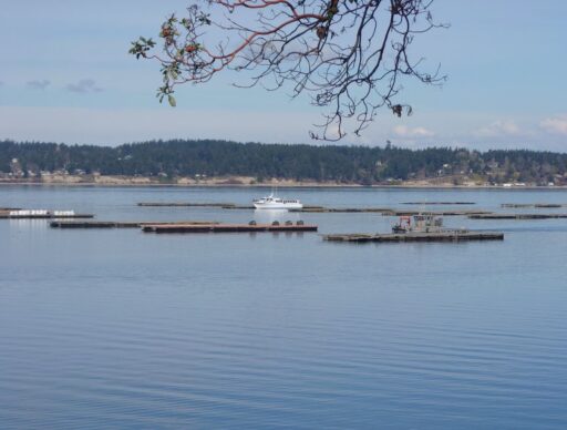 Calm waterfront scene near Coupeville with boats and floating mussel farm platforms on Penn Cove beneath tree branches and a clear sky. Seeing the famous Penn Cove mussel farms and enjoying coastal views are memorable things to do in Coupeville.