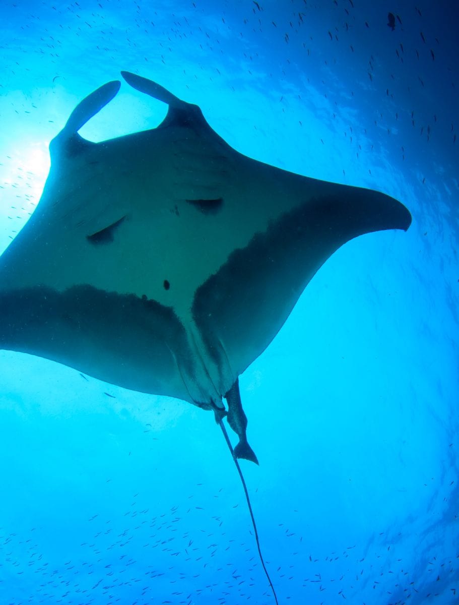belly of a manta ray