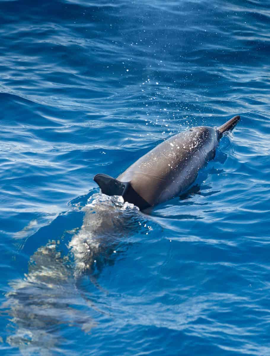 spinner dolphin in the ocean