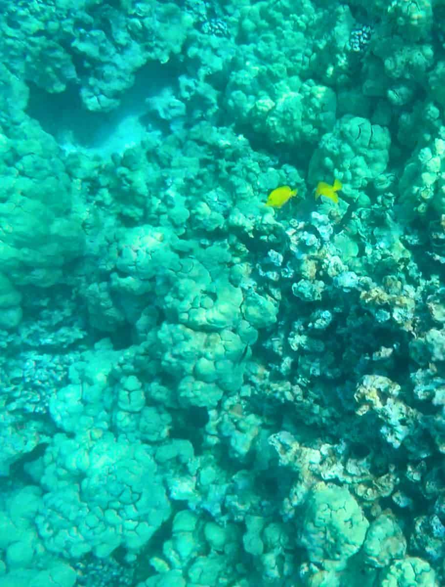 hawaiian coral and yellow tang fish