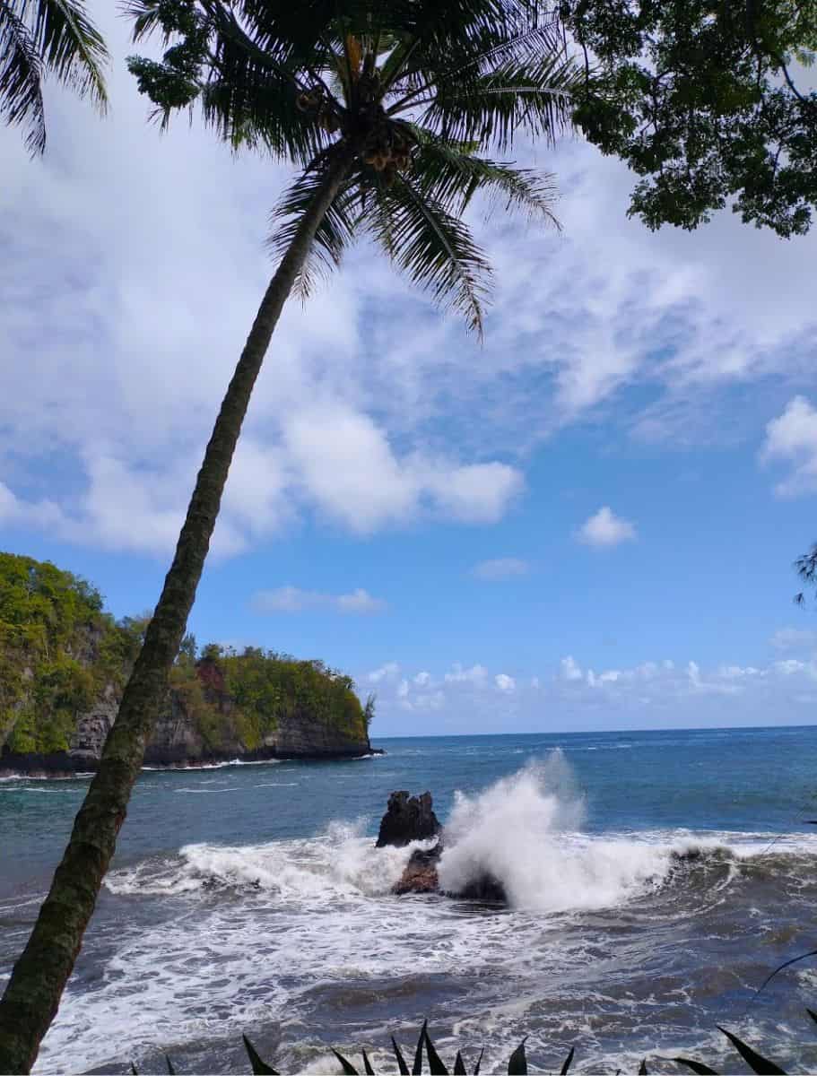 Serene Onomea Bay framed by a leaning palm tree, with waves crashing against a rugged volcanic rock formation under a bright blue sky.