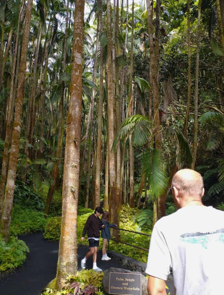 Visitors exploring a shaded trail amidst tall, slender palm trees at the Hilo Bioreserve, with a sign indicating the Palm Jungle and Onomea Waterfalls.