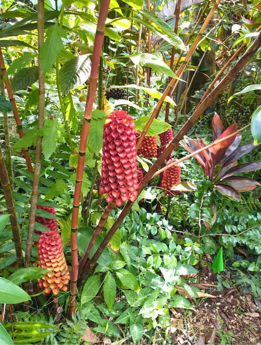 Unique red and pink tropical flowers hanging amongst green foliage, showcasing the exotic plant life on the Big Island of Hawaii.