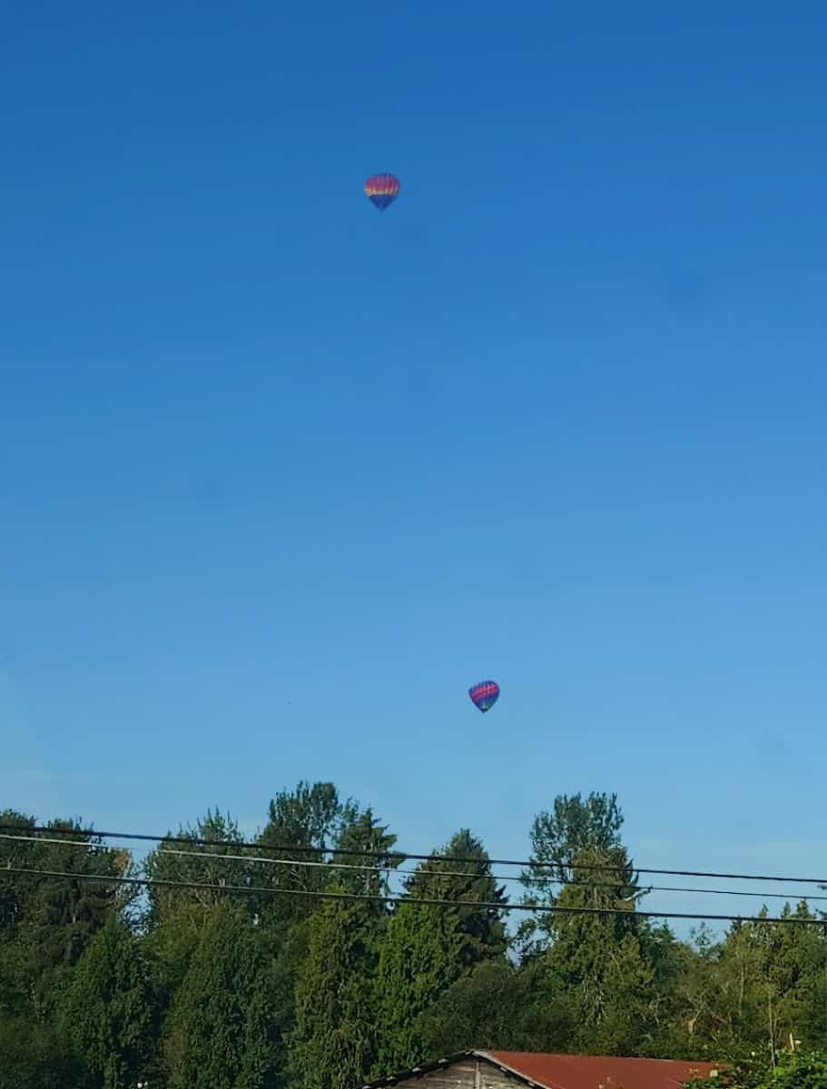 hot air balloons soaring in a blue sky above the treeline in Snohomish