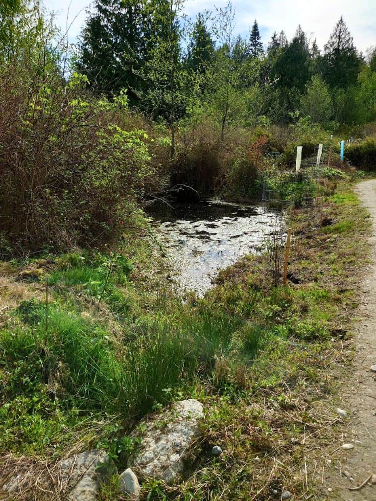 Marshy "pond" in the wetland area of Dog Woods trail
