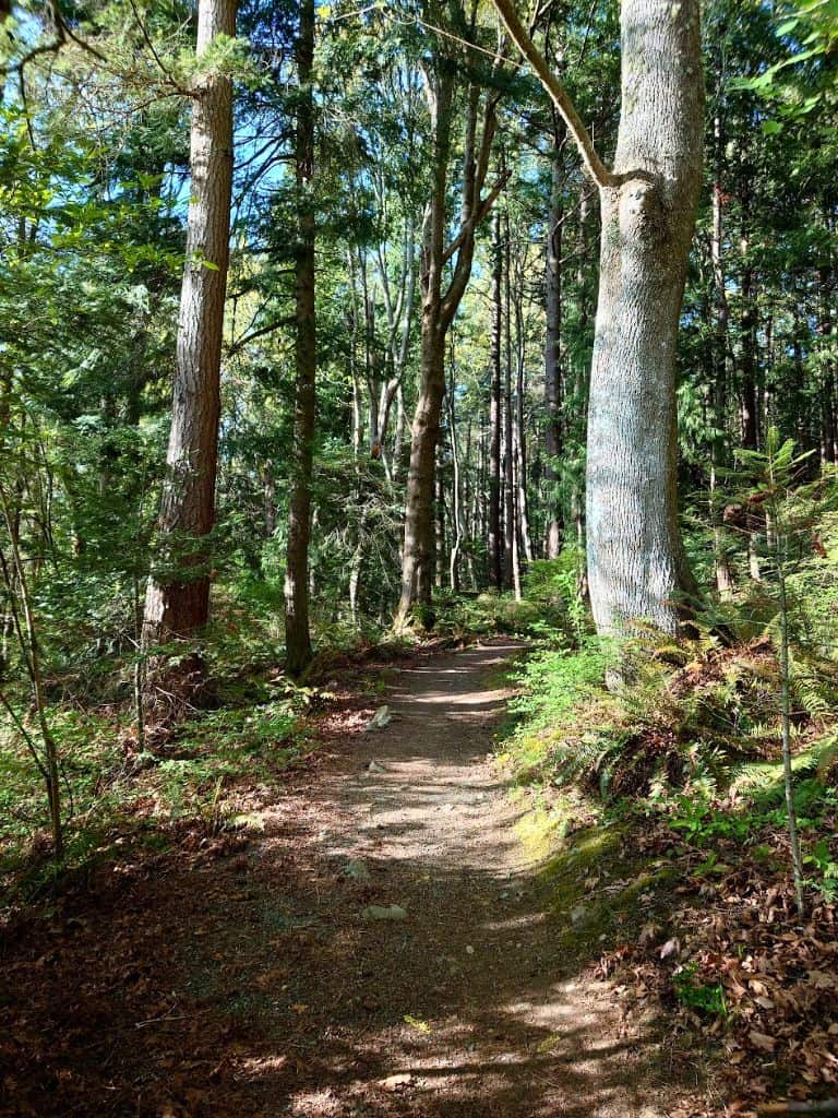 Forested trail up Guemes Mountain