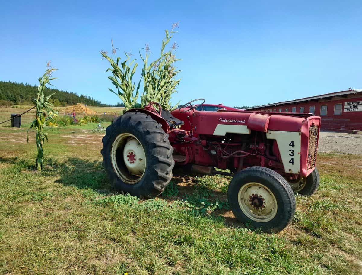 Vintage red International tractor parked beside tall corn stalks on a sunny farm with open fields and blue sky in the background. Visiting local farms and seasonal attractions is one of the family friendly things to do in Oak Harbor during harvest season.