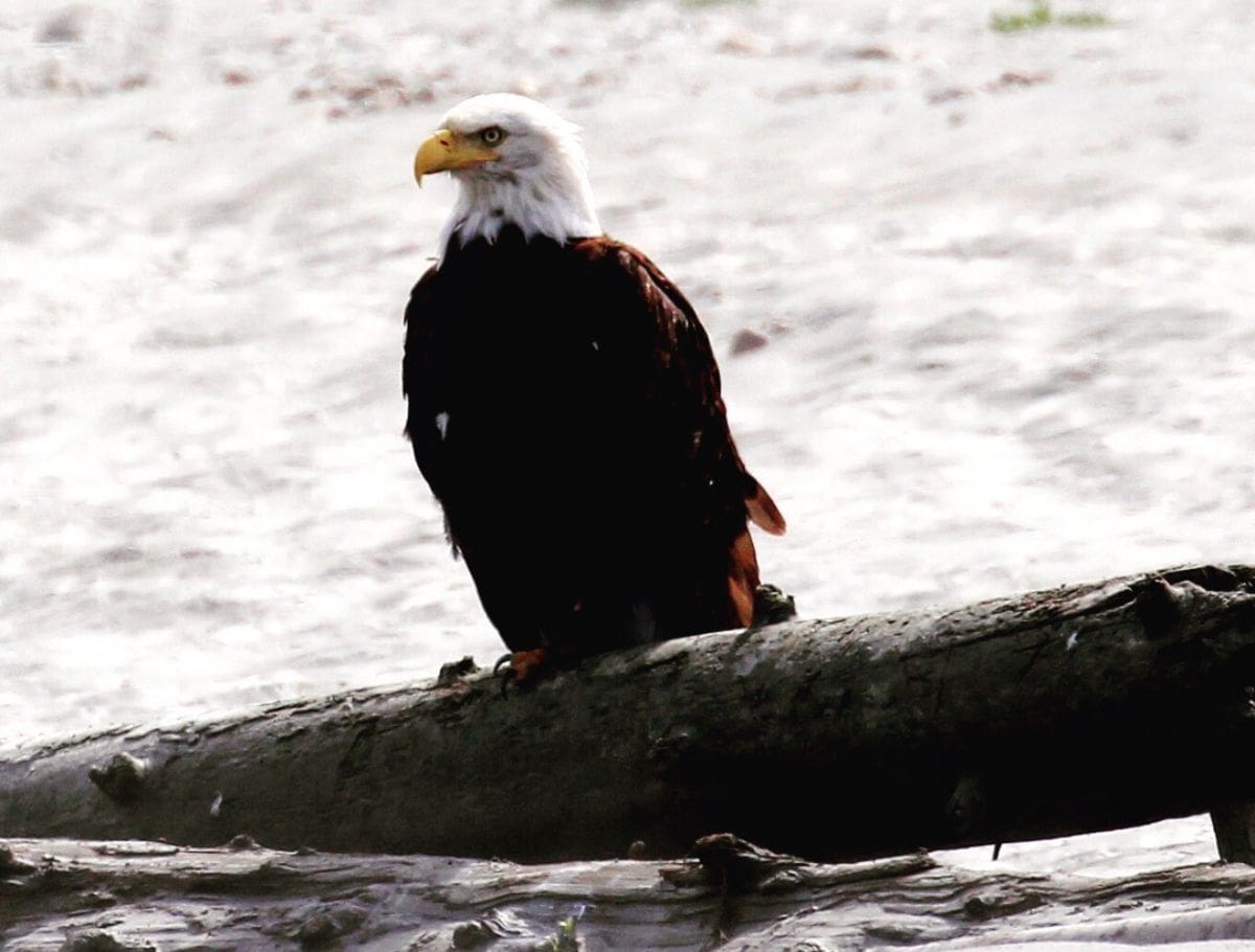 close up of Bald eagle standing on driftwood spotted at the Dungeness Wildlife Refuge