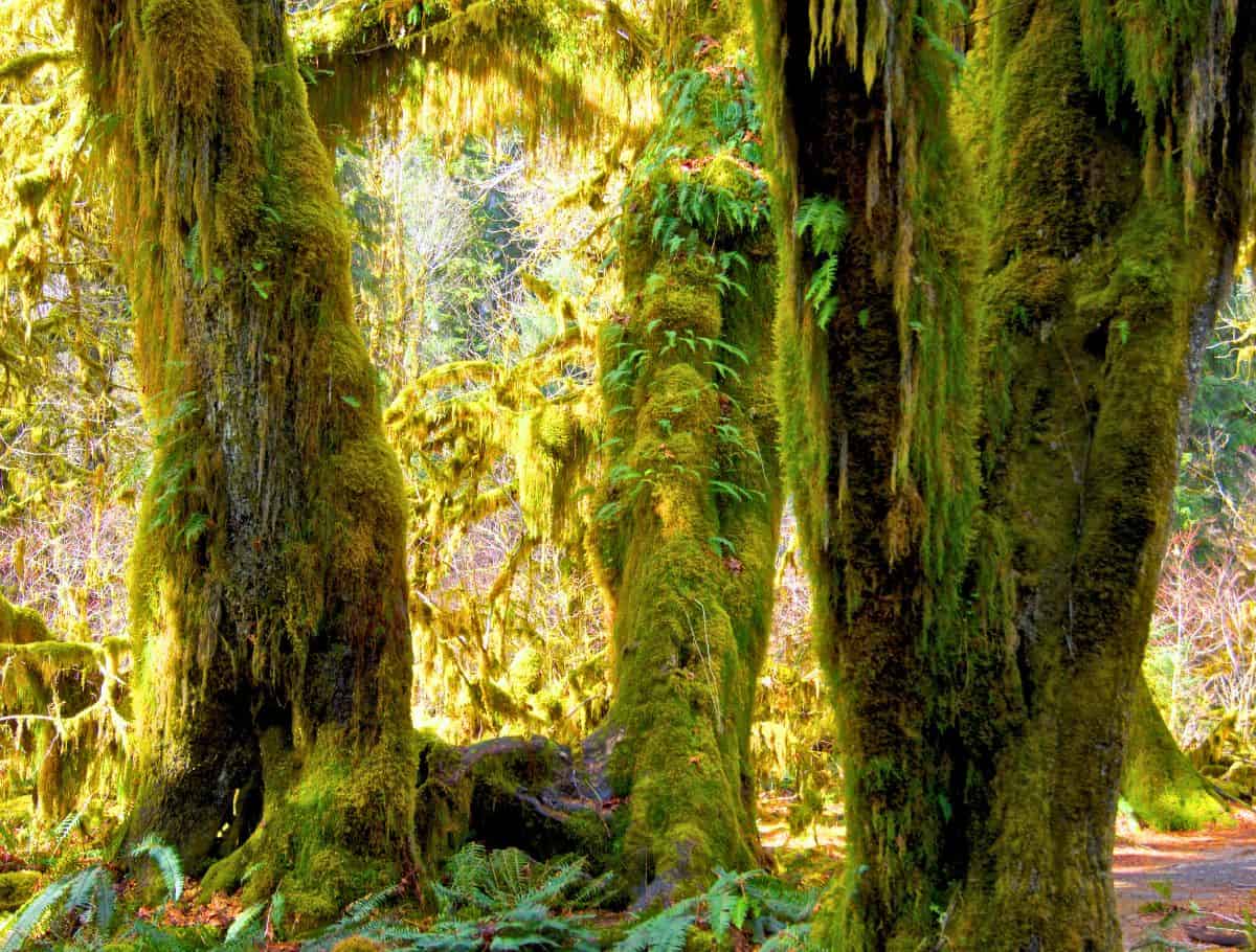 large tree trunks covered in thick moss on the Hall of Mosses forest trail