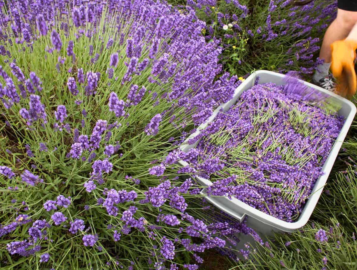 bucket and hand harvesting lavender next to a lavender bush
