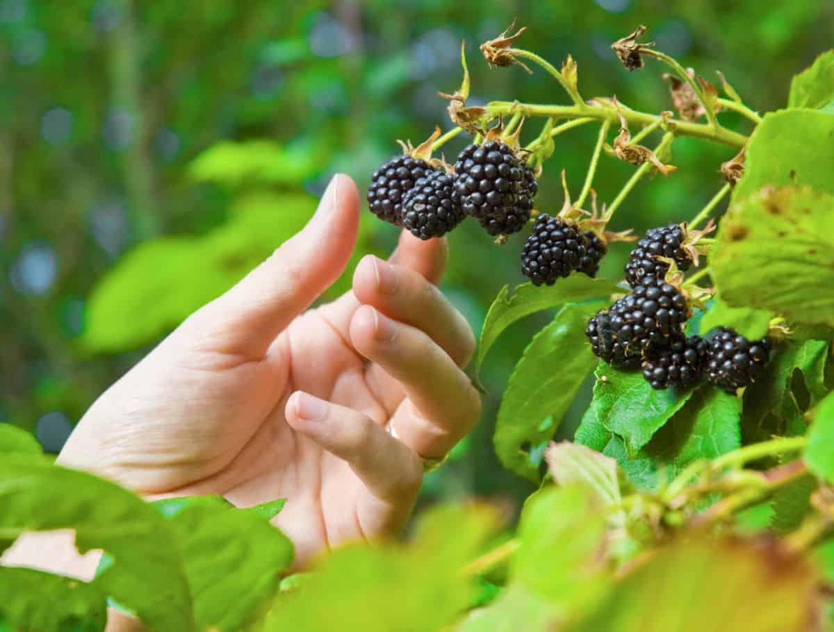 hand picking blackberries off a green bush