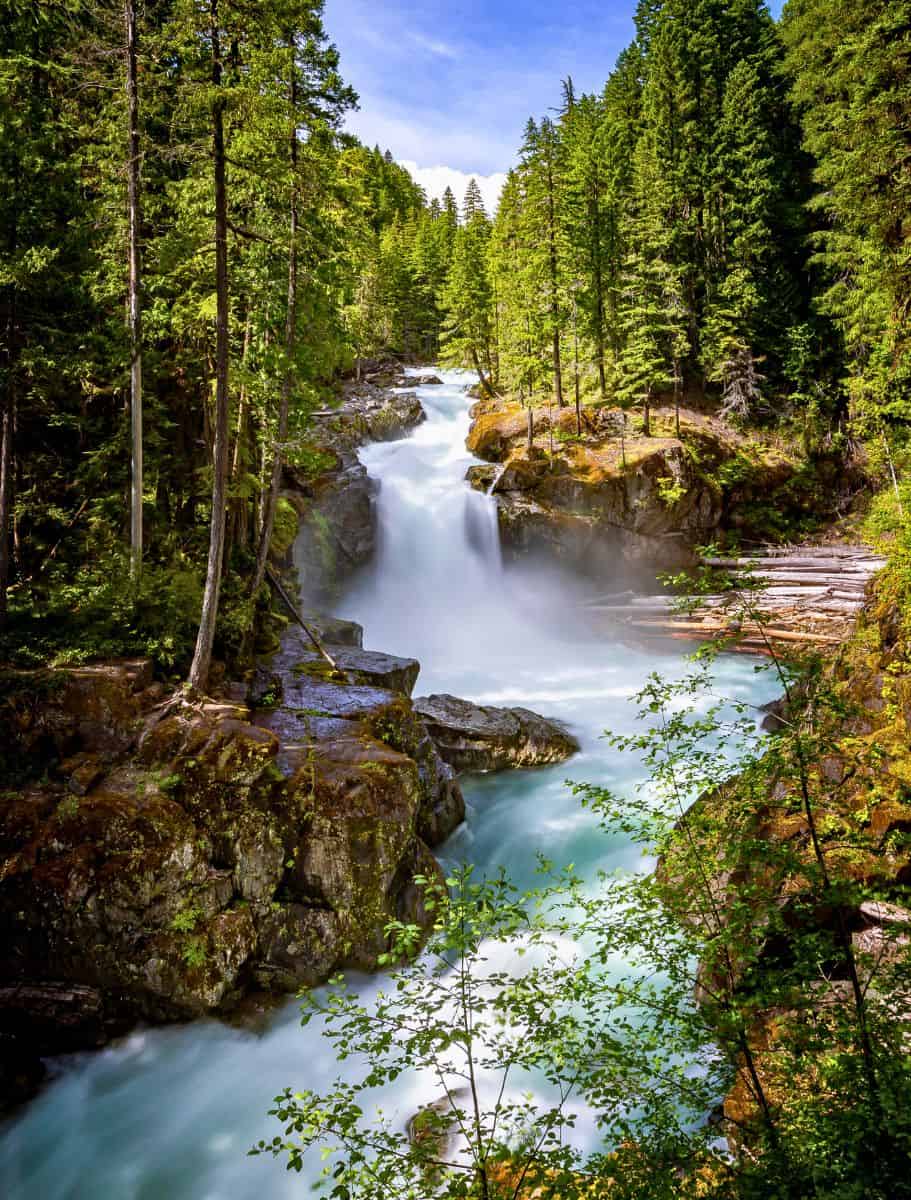 Silver Falls rushing into a blue river that is full of dead tree trunks. surrounded by evergreen forest