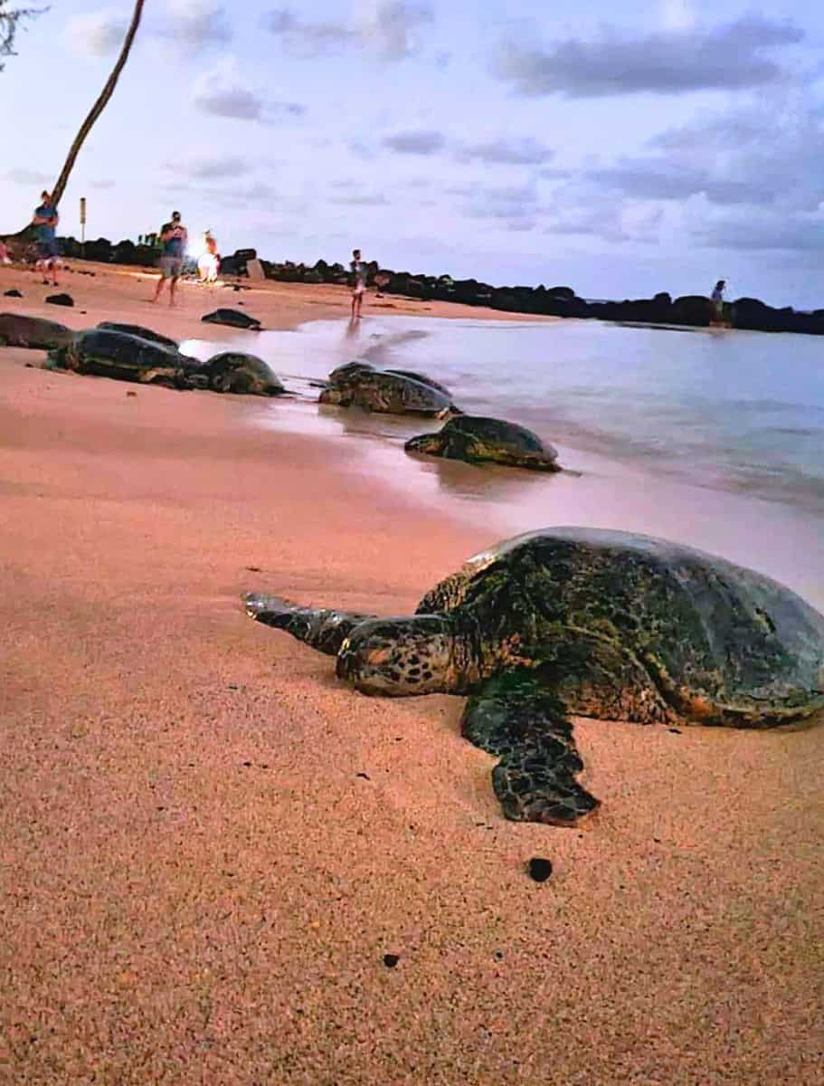 close up of sea turtles resting on white sand beach and people taking pictures of them in the background
